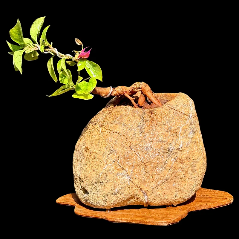 BOUGAINVILLEA